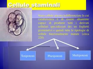 cellule staminali