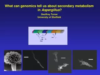 What can genomics tell us about secondary metabolism in Aspergillus ? Geoffrey Turner University of Sheffield
