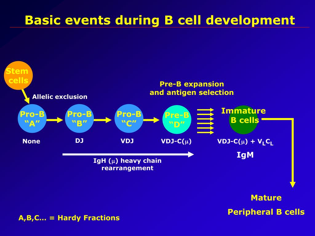 PPT - Basic events during B cell development PowerPoint Presentation ...