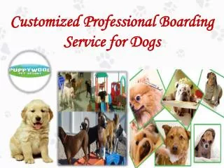Customized Professional Boarding Service for Dogs