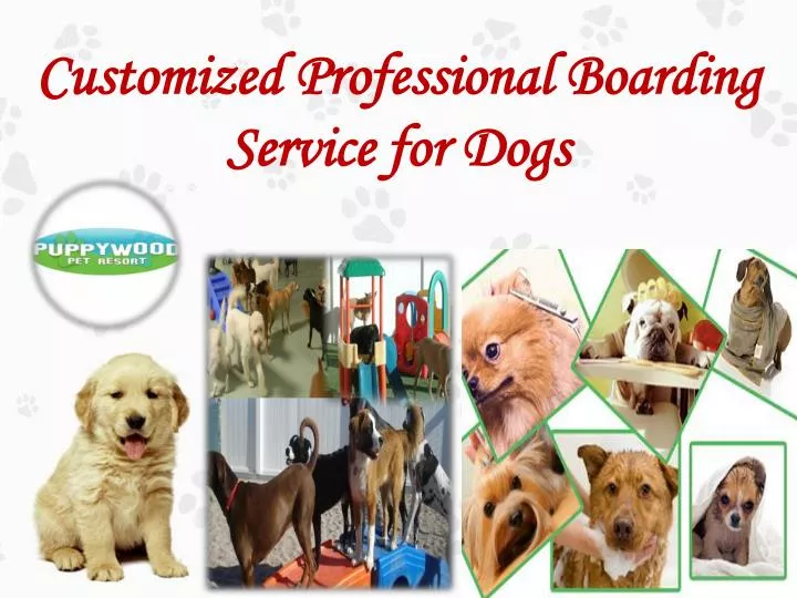 customized professional boarding service for dogs