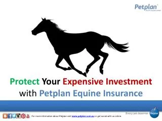 Protect Your Expensive Investment with Petplan Equine Insura