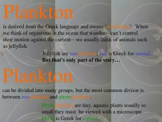 Plankton can be divided into many groups, but the most common divisor is between zoo plankton and phyto plankton .