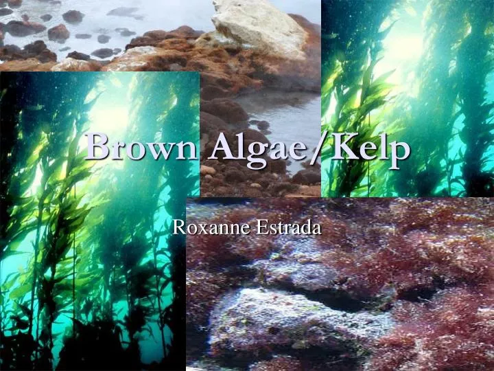 brown algae kelp