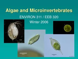 Algae and Microinvertebrates