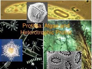 Protista: Algae and Heterotrophic Protist