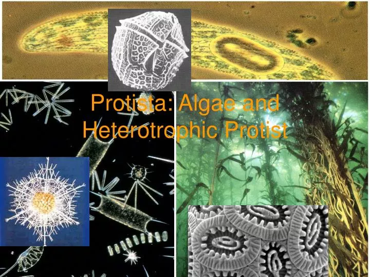 protista algae and heterotrophic protist
