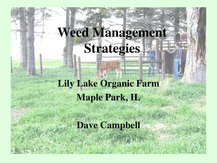 weed management strategies