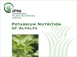 Potassium Nutrition of Alfalfa