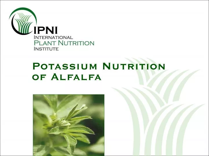 potassium nutrition of alfalfa