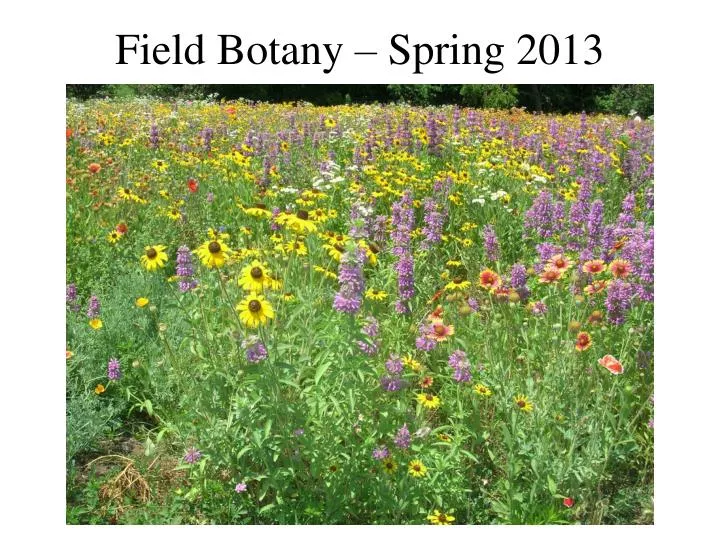 field botany spring 2013