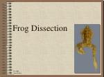 Frog Dissection - slide 1
