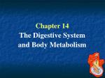 PPT - Chapter 14 – Part 1 The Digestive System PowerPoint Presentation ...
