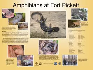 Amphibians at Fort Pickett