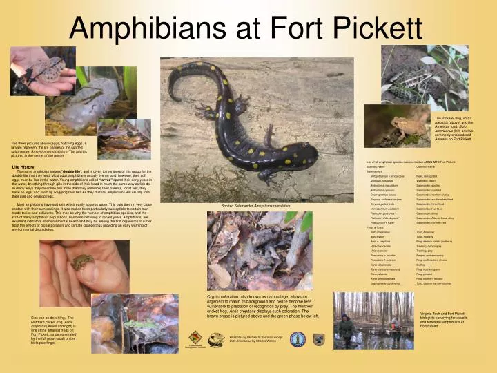 amphibians at fort pickett