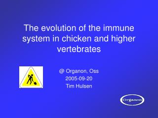 The evolution of the immune system in chicken and higher vertebrates