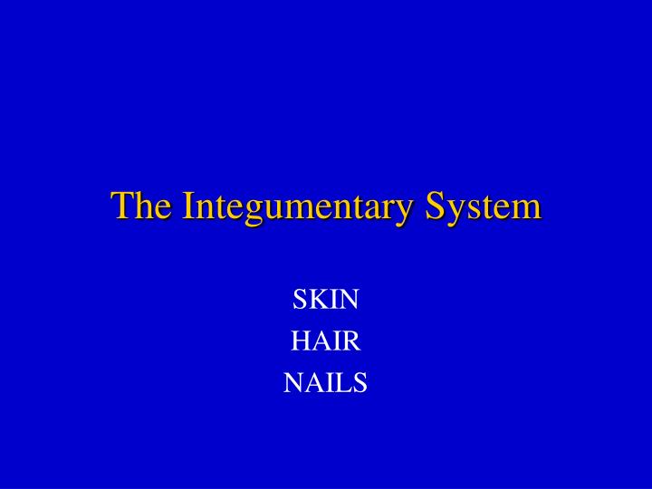 the integumentary system