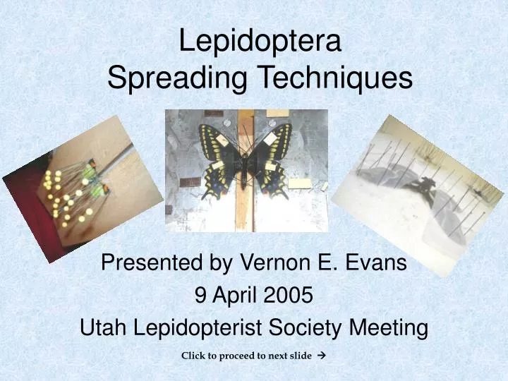 lepidoptera spreading techniques
