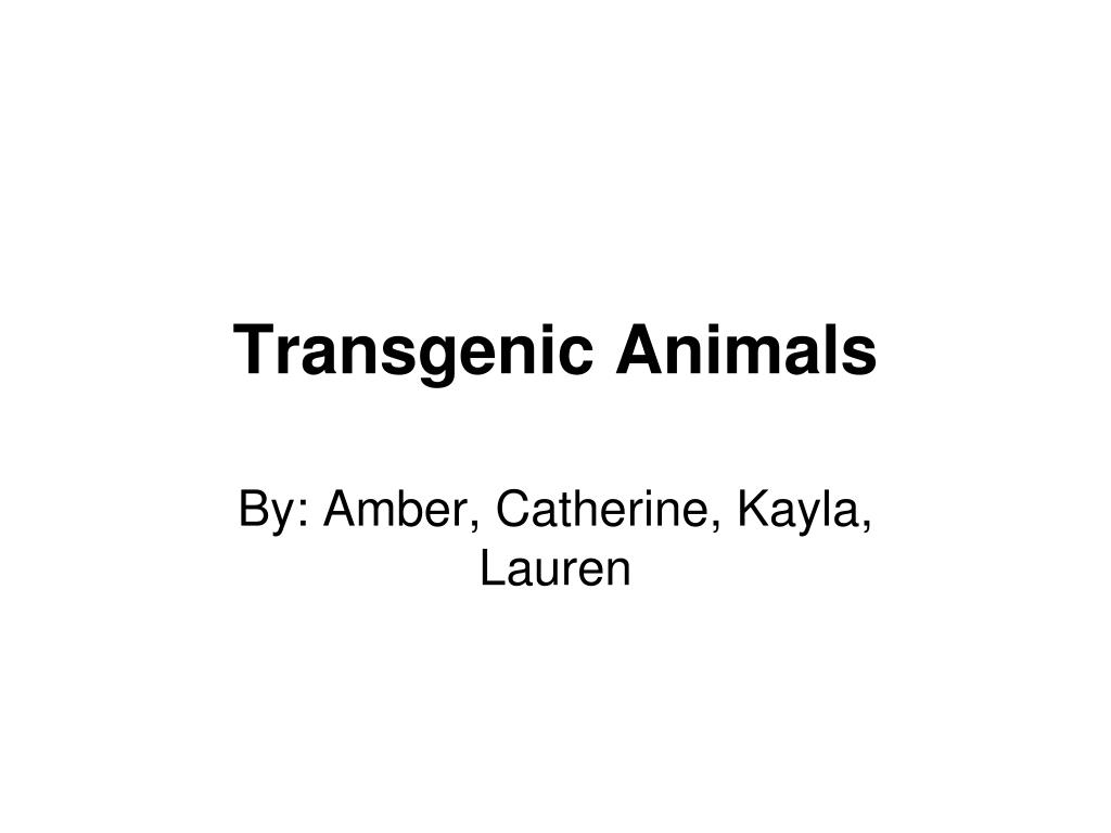 PPT - Transgenic Animals PowerPoint Presentation, free download - ID:153393