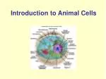 Introduction to Animal Cells
