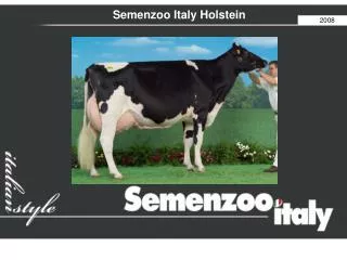Semenzoo Italy Holstein