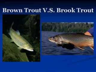 Brown Trout V.S. Brook Trout