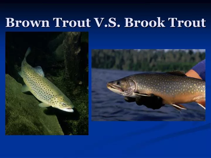 brown trout v s brook trout