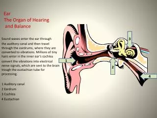 Ear The Organ of Hearing and Balance