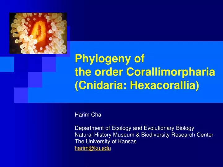 phylogeny of the order corallimorpharia cnidaria hexacorallia
