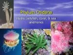 Phylum Cnidaria - slide 1