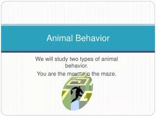 animal behavior