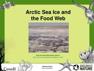 Arctic Sea Ice and the Food Web