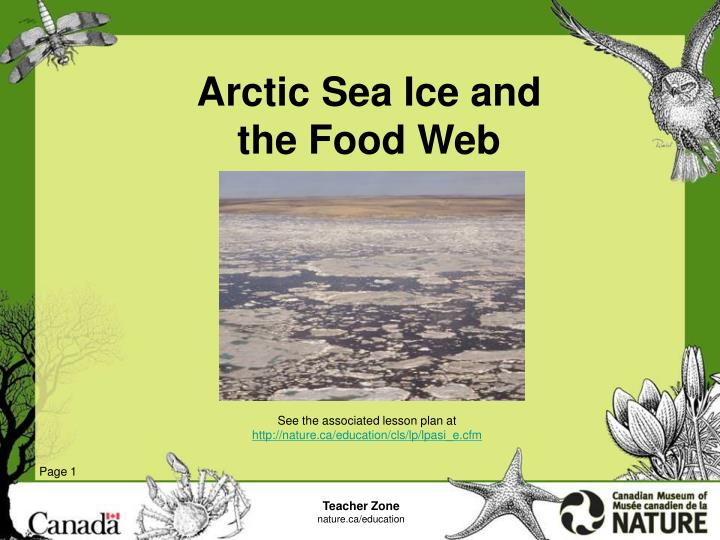 arctic sea ice and the food web