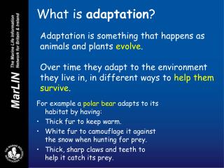 What is adaptation ?