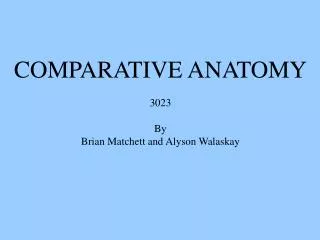 COMPARATIVE ANATOMY 3023 By Brian Matchett and Alyson Walaskay