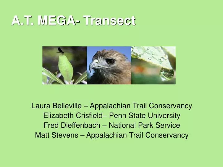 a t mega transect