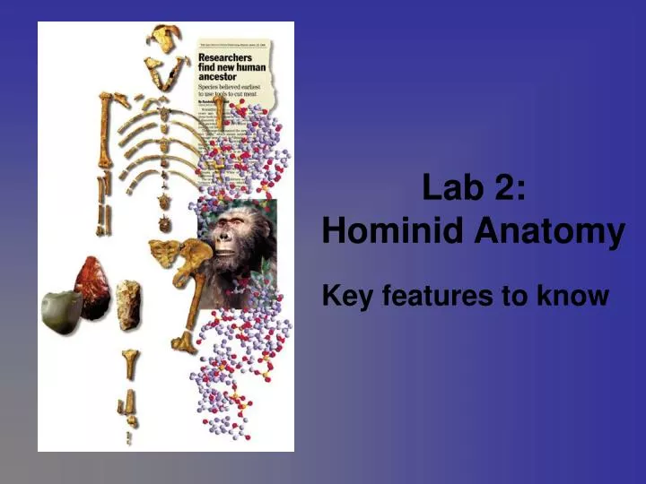 lab 2 hominid anatomy