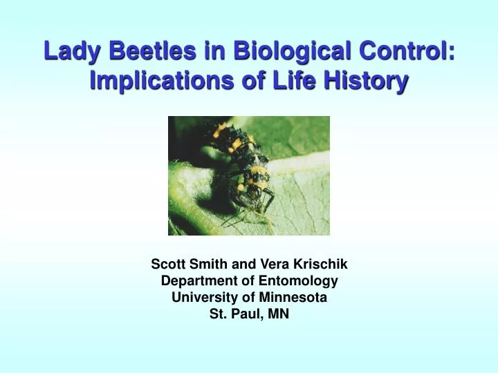 lady beetles in biological control implications of life history