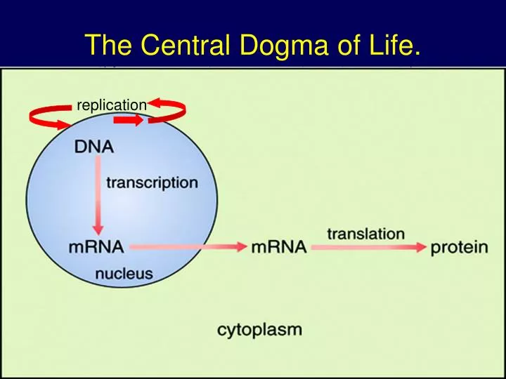 the central dogma of life