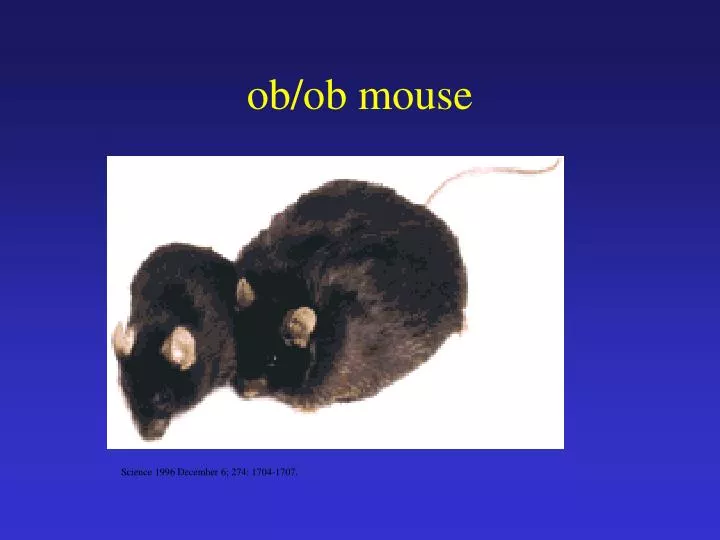 ob ob mouse