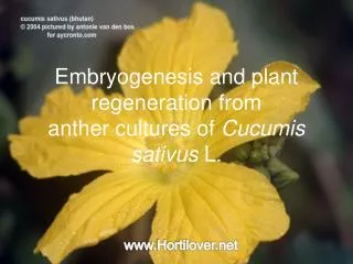 Embryogenesis and plant regeneration from anther cultures of Cucumis sativus L.