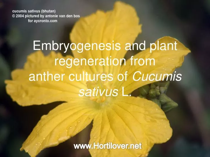 embryogenesis and plant regeneration from anther cultures of cucumis sativus l