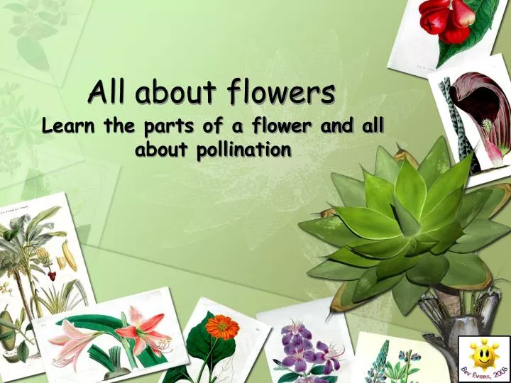 all about flowers