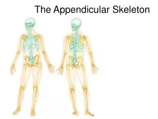 The Appendicular Skeleton
