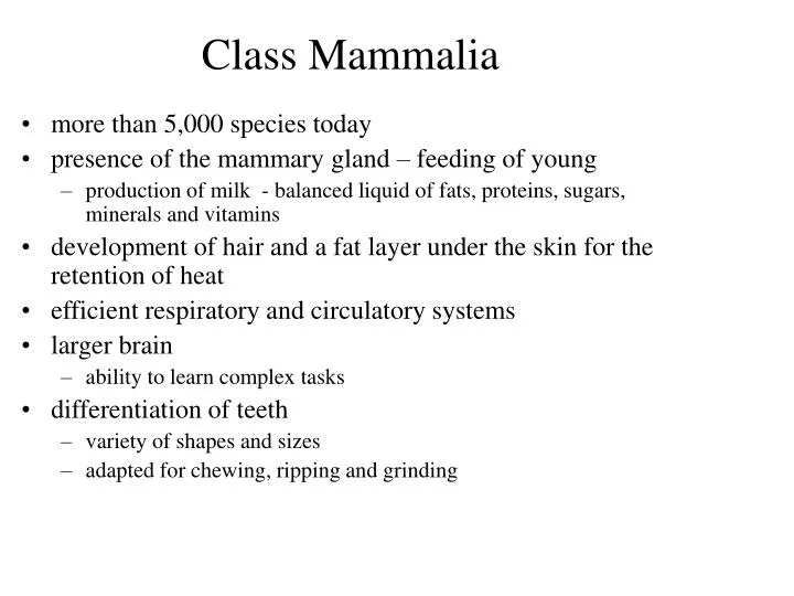 class mammalia