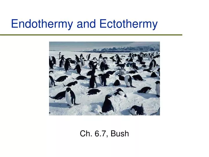 endothermy and ectothermy