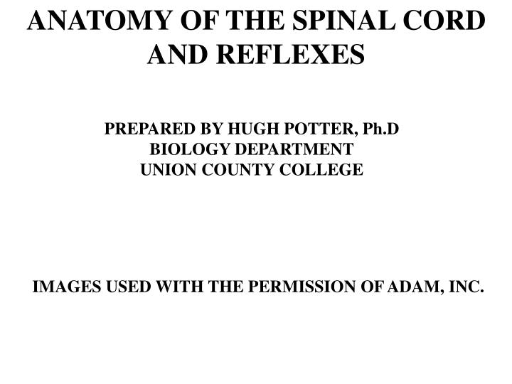 anatomy of the spinal cord and reflexes