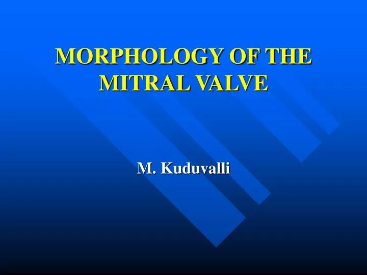 morphology of the mitral valve