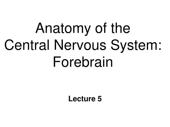 anatomy of the central nervous system forebrain
