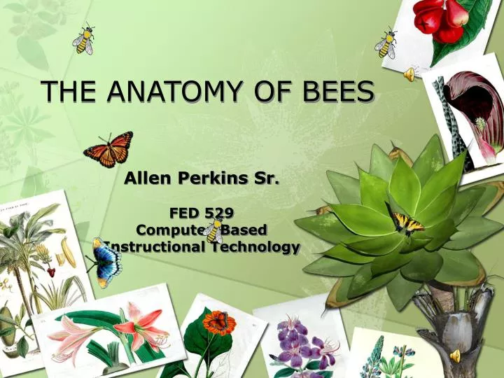 the anatomy of bees